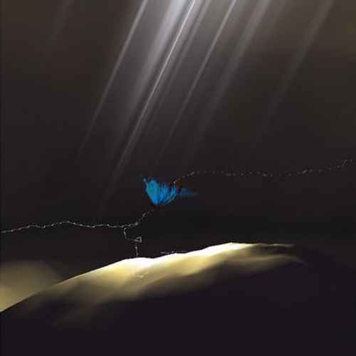 A butterfly following a dotted line, god rays from above casting bright light on the ground below